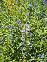 Viperine commune, Echium vulgare (prise vers Le Pin, Isere)(2)